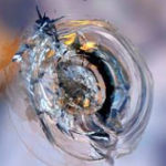 Spall Image